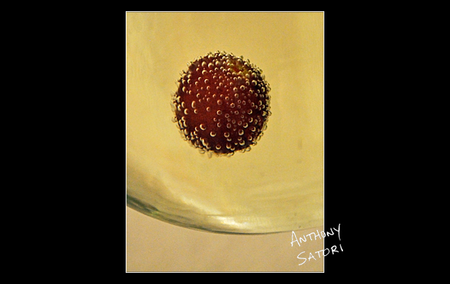 Champagne Moment  |  Anthony Satori