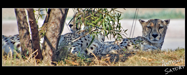 "Two Cheetahs"  |  Anthony Satori