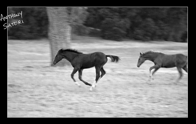 "Wild Horses"  |  Anthony Satori