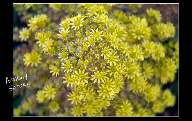 "In Bloom" | Anthony Satori