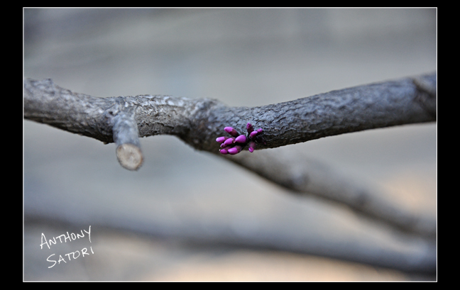 "Gentle Beginnings" | Anthony Satori