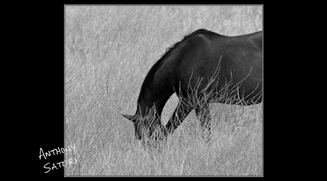 "Dark Horse" | Anthony Satori