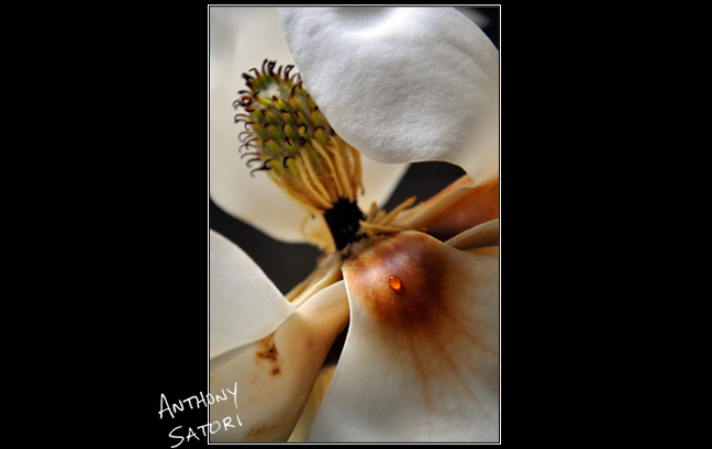 "Amber Droplet" | Anthony Satori