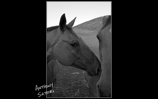 "Two Horses"  |  Anthony Satori