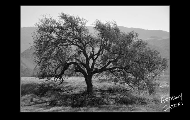 "Grand Oak Tree"  |  Anthony Satori