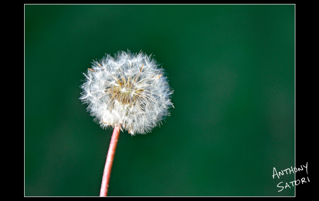 "Dandelion"  |  Anthony Satori