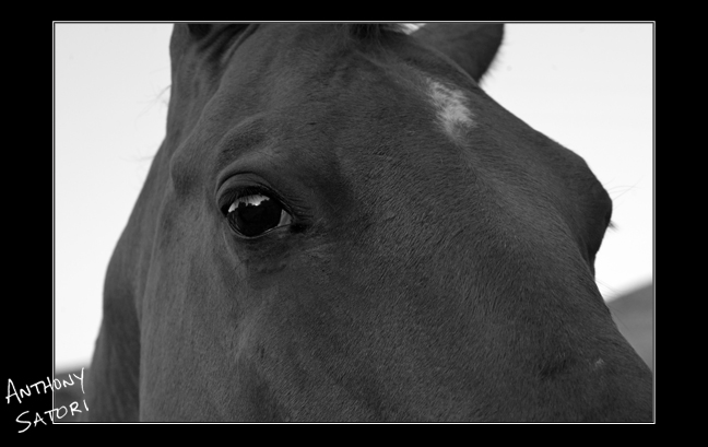 "Horse Soul" | Anthony Satori