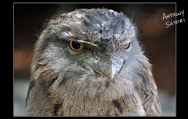 BlogImage - SatoriCircleDotCom - November 21 2015c