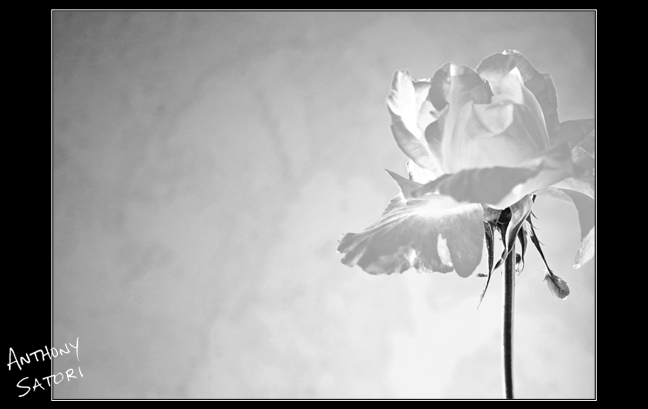 BlogImage - SatoriCircleDotCom - December 2 2015