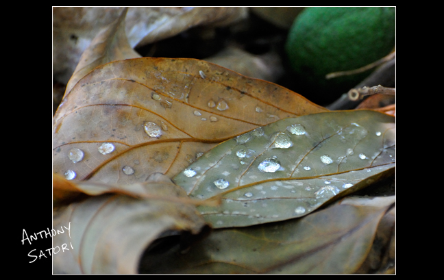 BlogImage - SatoriCircleDotCom - Jan 2 2016