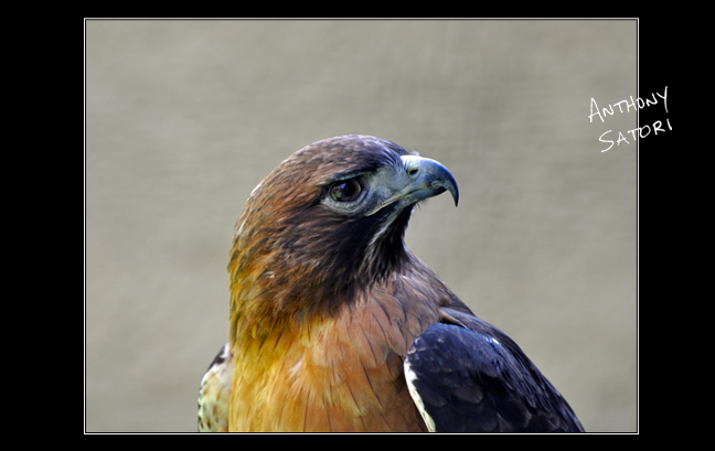 BlogImage - SatoriCircleDotCom - Jan 30 2016