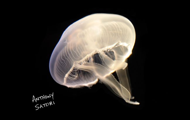 BlogImage - SatoriCircleDotCom - March 19 2016