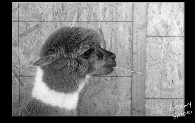 BlogImage - SatoriCircleDotCom - March 5 2016