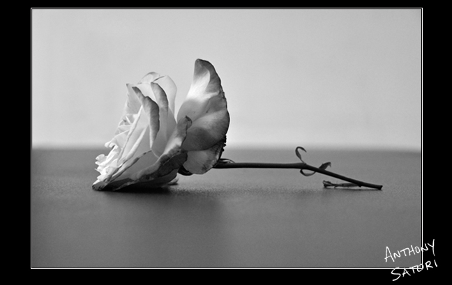 BlogImage - SatoriCircleDotCom - April 9 2016