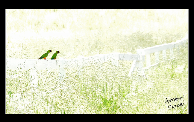 BlogImage - SatoriCircleDotCom - June 26 2016c