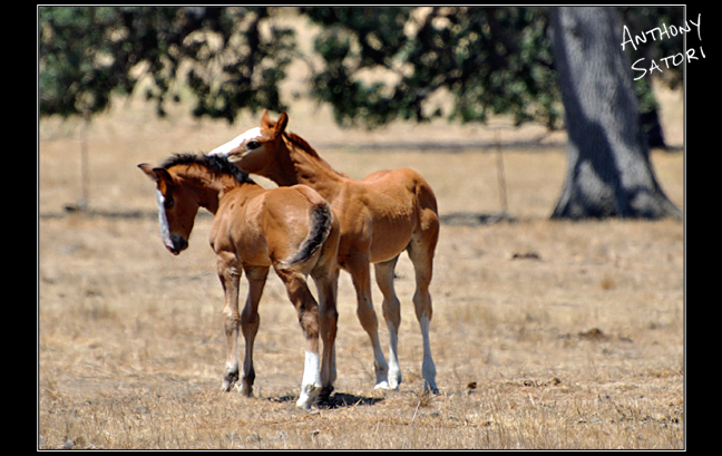 BlogImage - SatoriCircleDotCom - August 6 2016