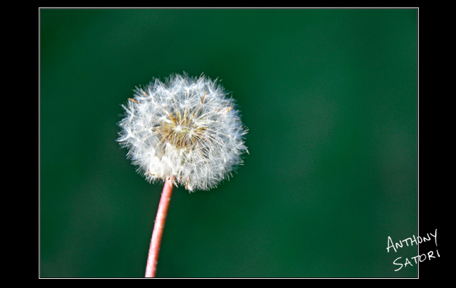 blogimage-satoricircledotcom-november-12-2016c