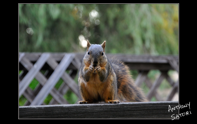 blogimage-satoricircledotcom-january-14-2017b