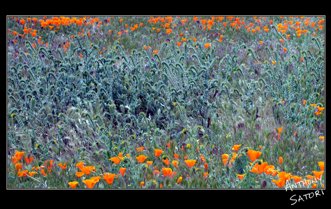 BlogImage - SatoriCircleDotCom - April 22 2017