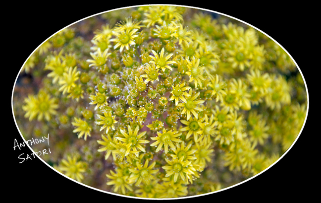 BlogImage - SatoriCircleDotCom - June 24 2017