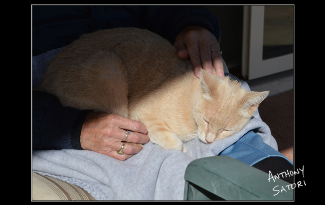 BlogImage - SatoriCircleDotCom - June 3 2017c