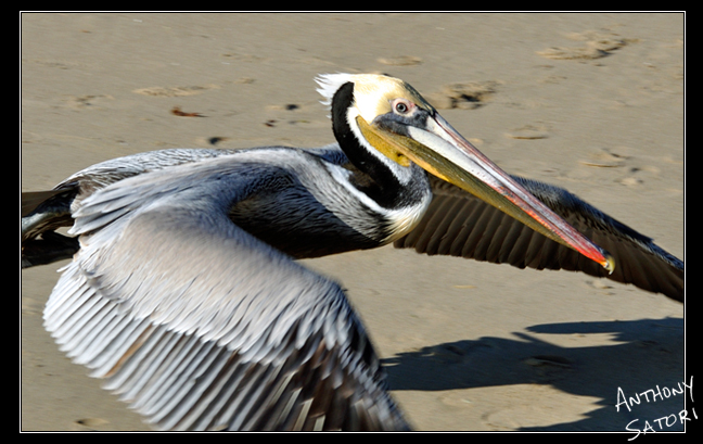 BlogImage - SatoriCircleDotCom - July 8 2017b