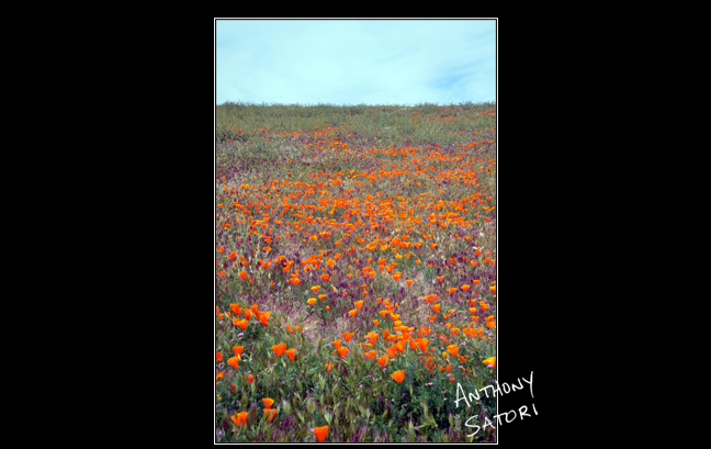 BlogImage - SatoriCircleDotCom - August 12 2017