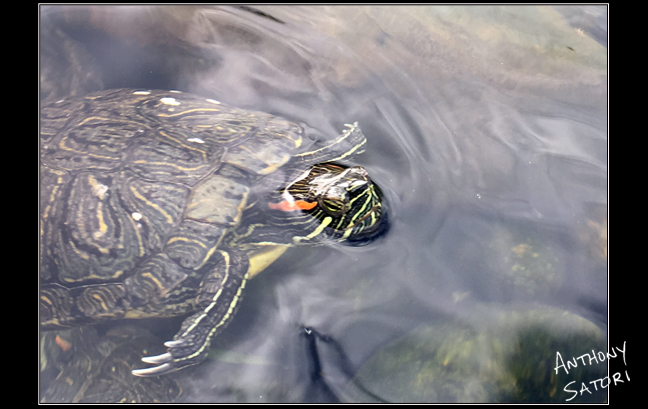 BlogImage - SatoriCircleDotCom - Sept 16 2017