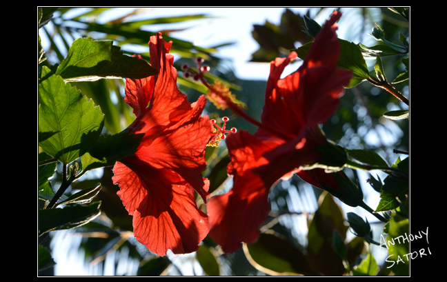 BlogImage - SatoriCircleDotCom - Sept 2 2017