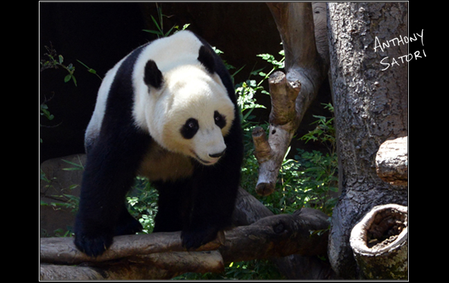 BlogImage - SatoriCircleDotCom - October 21 2017c