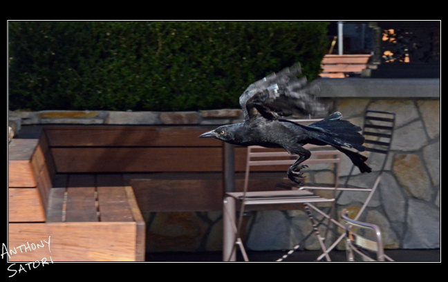 BlogImage - SatoriCircleDotCom - Nov 18 2017