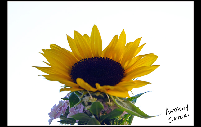 BlogImage - SatoriCircleDotCom - Nov 4 2017