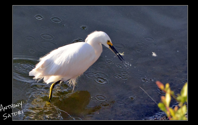 BlogImage - SatoriCircleDotCom - Dec 30 2017