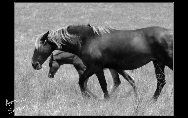 BlogImage - SatoriCircleDotCom - Dec 9 2017b