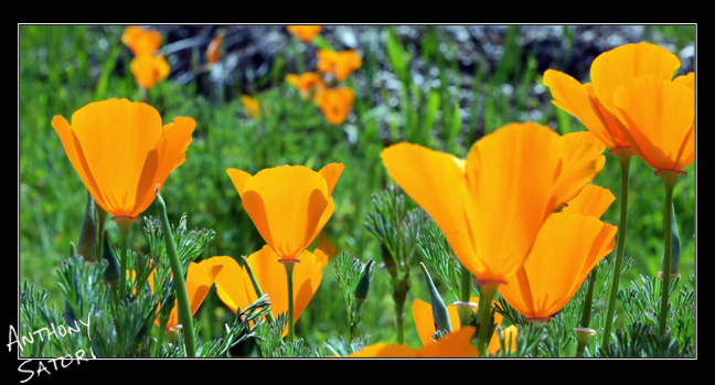 BlogImage - SatoriCircleDotCom - April 7 2018c