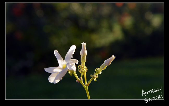 BlogImage - SatoriCircleDotCom - June 23 2018b