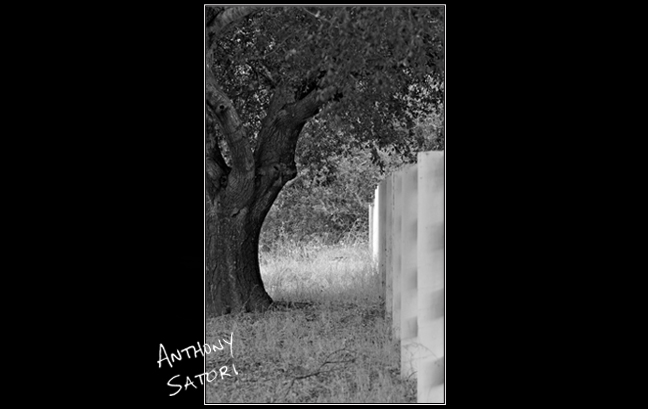 BlogImage - SatoriCircleDotCom - June 30 2018