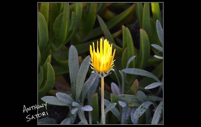 BlogImage - SatoriCircleDotCom - July 14 2018