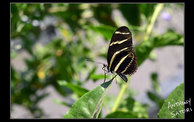 BlogImage - SatoriCircleDotCom - August 18 2018e