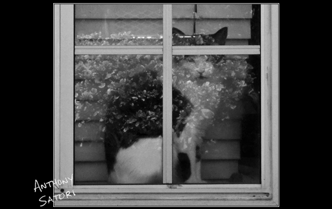 BlogImage - SatoriCircleDotCom - Sept 15 2018c