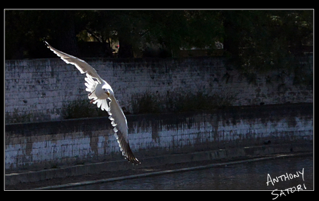 BlogImage - SatoriCircleDotCom - October 20 2018