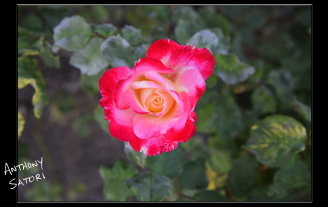 BlogImage - SatoriCircleDotCom - November 17 2018b