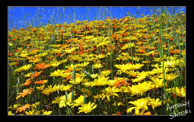 BlogImage - SatoriCircleDotCom - March 30 2019