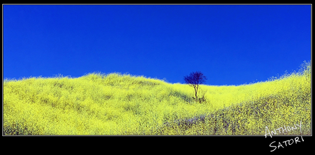 BlogImage - SatoriCircleDotCom - April 13 2019b