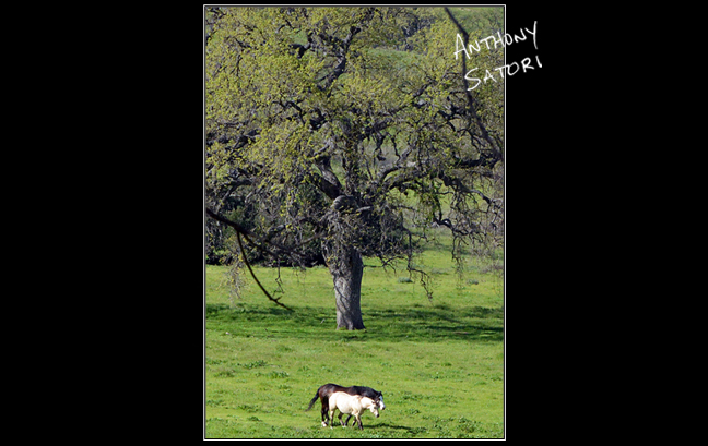 BlogImage - SatoriCircleDotCom - April 27 2019