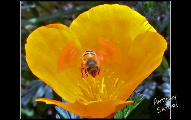 BlogImage - SatoriCircleDotCom - May 4 2019c