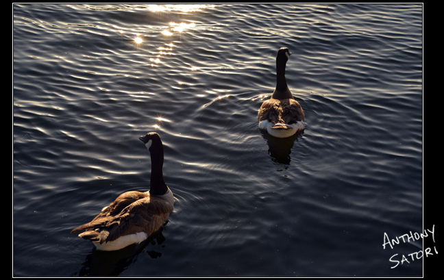 BlogImage - SatoriCircleDotCom - June 15 2019b