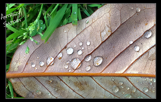 BlogImage - SatoriCircleDotCom - June 8 2019