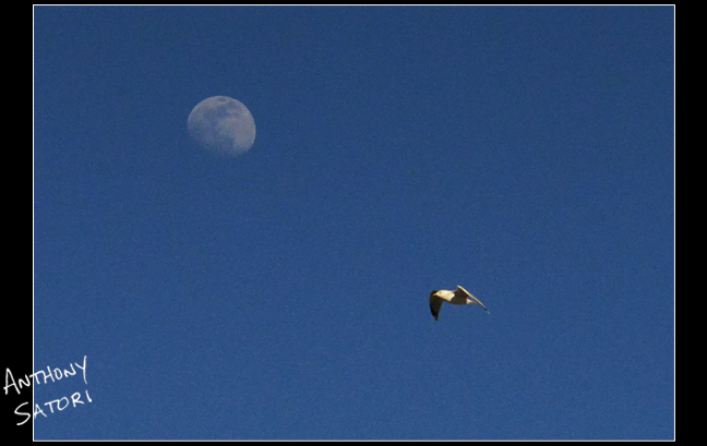 BlogImage - SatoriCircleDotCom - July 27 2019