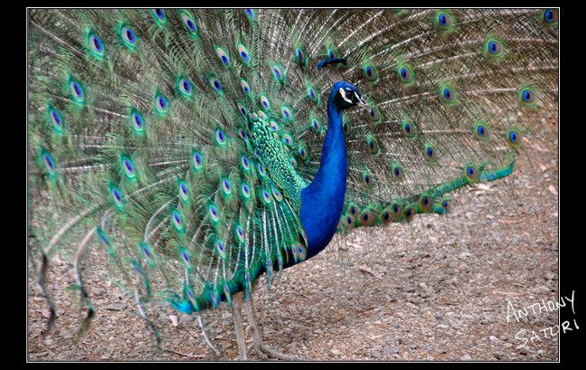 BlogImage - SatoriCircleDotCom - Aug 17 2019c